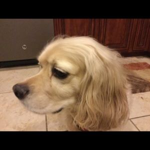 Meet your Posher, Patty